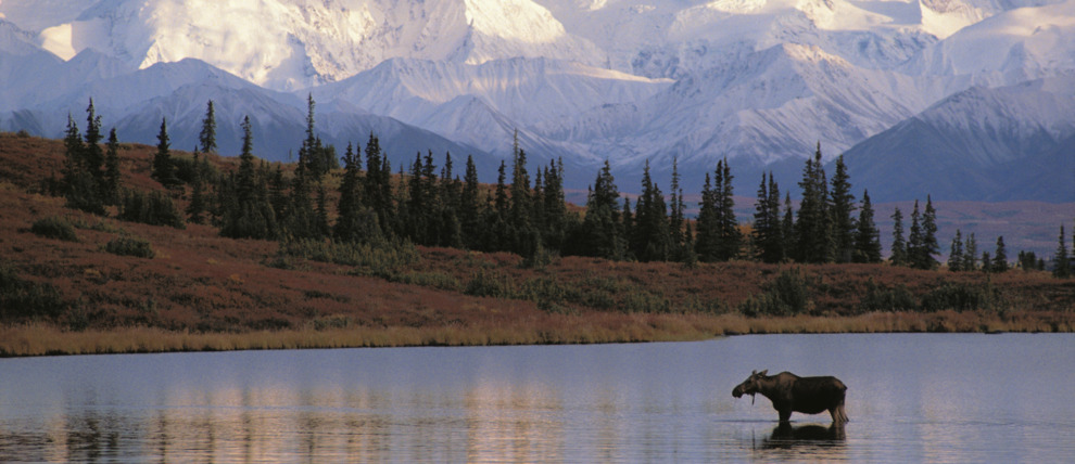 Moose cow in Wonder Lake at Denali National Park. Moose cow in Wonder Lake at Denali National Park.